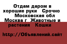 Отдам даром в хорошие руки!! Срочно!!!  - Московская обл., Москва г. Животные и растения » Кошки   